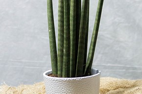sansevieria cilindria piccola